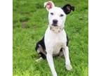 Adopt FeFe 24-02-075 a Pit Bull Terrier, Boston Terrier