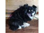 Adopt Galaxy a Australian Shepherd