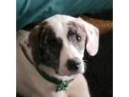 Adopt Bela 2 a Great Pyrenees, Mixed Breed
