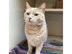 Adopt Chica a Domestic Short Hair