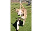 Adopt Tammy a Mixed Breed