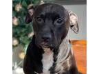 Adopt Bella a Boxer, Pit Bull Terrier