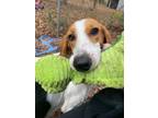 Adopt Taylor Swift a Foxhound