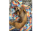 Adopt ROSE ELIZABETH a Dachshund