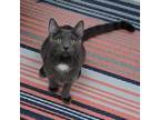 Adopt Magnificent Molokai a Russian Blue, Domestic Short Hair