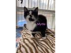 Adopt Myrtle a Domestic Short Hair