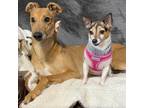 Adopt Mandy (Chetwynd Style) a Greyhound