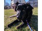 Adopt Valentina a Flat-Coated Retriever