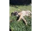 Adopt Remy a Pug