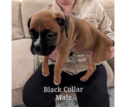 AKC Boxer Male Boxer pups is a Male Boxer Puppy For Sale in Isanti MN