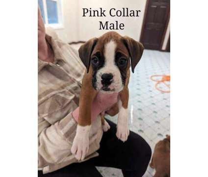 AKC Boxer Male Boxer pups is a Male Boxer Puppy For Sale in Isanti MN