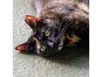 Adopt Chalupa a Domestic Short Hair