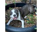 Adopt Jade (in foster home) a American Staffordshire Terrier
