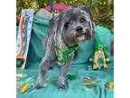 Adopt Shana a Shih Tzu, Lhasa Apso