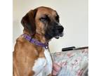 Adopt Rayna a Boxer, Labrador Retriever