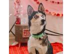 Adopt Rory a Siberian Husky