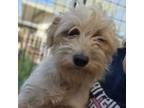 Adopt Sunny a Terrier