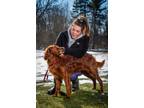 Adopt Shamus a Irish Setter