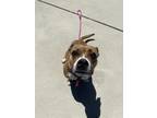 Adopt PRINCESS a Boxer, Pit Bull Terrier