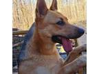 Adopt Slinky a Shepherd