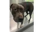 Adopt Pookie a Staffordshire Bull Terrier, Mixed Breed