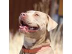 Adopt LORAL a Pit Bull Terrier, Mixed Breed