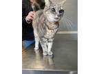 Adopt Kitty Kat a Domestic Short Hair