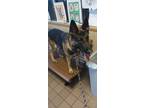 Adopt Harlow a German Shepherd Dog