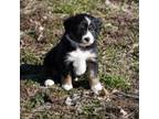 Mutt Puppy for sale in Rixeyville, VA, USA