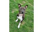 Adopt Claire a American Staffordshire Terrier, Pit Bull Terrier