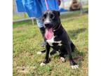 Adopt Nokia a Pit Bull Terrier