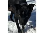 Adopt BLOSSOM a Border Collie, Australian Cattle Dog / Blue Heeler