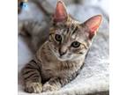 Adopt Snickerdoodle a Domestic Short Hair