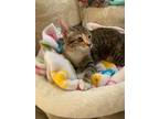 Adopt Julie Cuteness a Tabby