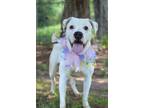 Adopt Daisy - Adoptable a Boxer, Mixed Breed