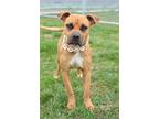 Adopt Victoria - Adoptable a Mountain Cur, Mixed Breed