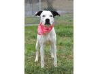 Adopt Izzy - Adoptable a Pit Bull Terrier, Hound