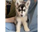 Adopt Dolly Sky a Pomsky, Siberian Husky