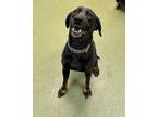 Adopt Allie 83403 a Black Labrador Retriever, Black and Tan Coonhound