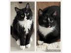 Adopt Melody & Travis a Domestic Long Hair, Norwegian Forest Cat