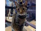 Adopt Rousey a American Shorthair