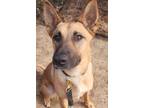 Adopt Phoebe a Black Mouth Cur