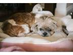 Adopt Franny a Shih Tzu