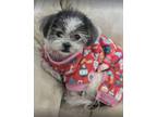 Adopt Joy a Shih Tzu