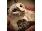 Adopt Asia a Siamese, Dilute Calico