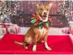 Adopt Pickle Nelly a Harrier