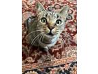 Adopt Delilah a Domestic Short Hair