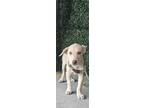 Adopt Bella a Labrador Retriever, Mixed Breed