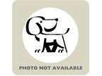 Adopt 55396537 a Dutch Shepherd, Mixed Breed