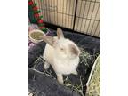 Adopt Bluebell* a Bunny Rabbit